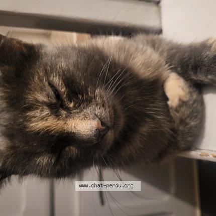 Photo 1/1 Duran Ildiz Chat perdu à St etienne