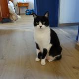 Photo de chat perdu à Montauban