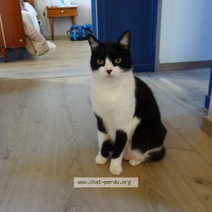 Photo 1/1 Mao Chat perdu à Montauban