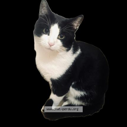 Photo 1/1 TITI Chat perdu à Anjou