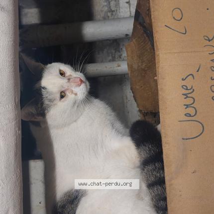 Photo 1/1 Chat trouvé Trouvé à Saive