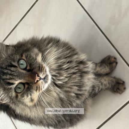 Photo 1/1 Filou Chat perdu à Nimes