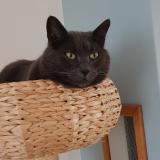 Photo de chat perdu à Strasbourg