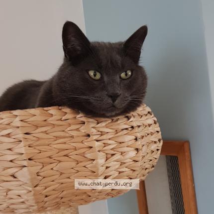 Photo 1/1 Lilie Chat perdu à Strasbourg