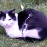 Photo de chat trouvé à Paris