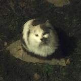 Photo de chat trouvé à Mane