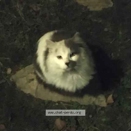 Photo 1/1 Chat trouvé Trouvé à Mane
