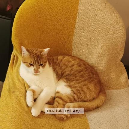 Photo de chat perdu à Chelles