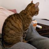 Photo de chat perdu à Brenat