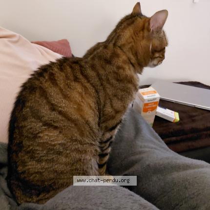 Photo 1/1 Harry Chat perdu à Brenat