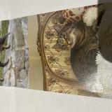 Photo de chat perdu à Couffoulens