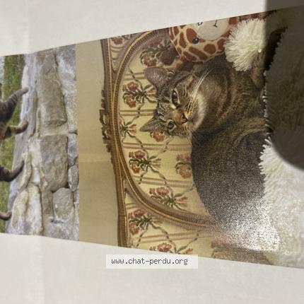 Photo 1/1 Plume Chat perdu à Couffoulens