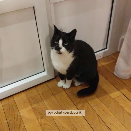 Photo 1/1 Stacy Chat perdu à Paris