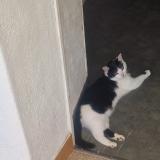 Photo de chat perdu à Chateau Gontier Sur Mayenne