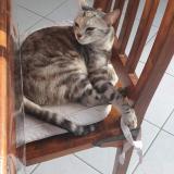 Photo de chat perdu à Quilly