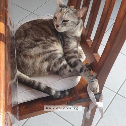 Photo 1/1 Oprah Chat perdu à Quilly