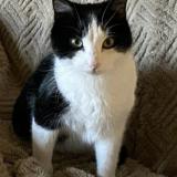 Photo de chat perdu à Mareau Aux Pres