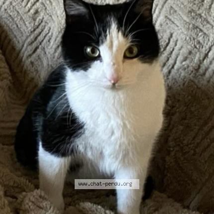 Photo 1/1 Bobby Chat perdu à Mareau aux pres