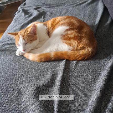 Photo 1/1 Aribo Chat perdu à Albi