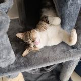 Photo de chat perdu à Saint Martin Du Fouilloux