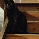 Photo de chat perdu à Coing