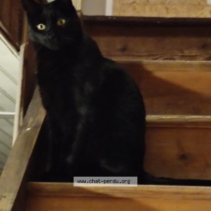 Photo 1/1 Doudou Chat perdu à Coing