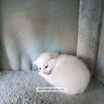 Photo 1/1 Bébé mousse Chat perdu à Hauterive