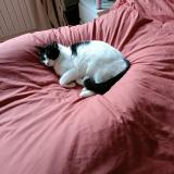 Photo de chat perdu à Ymonville