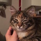 Photo de chat perdu à Bussieres