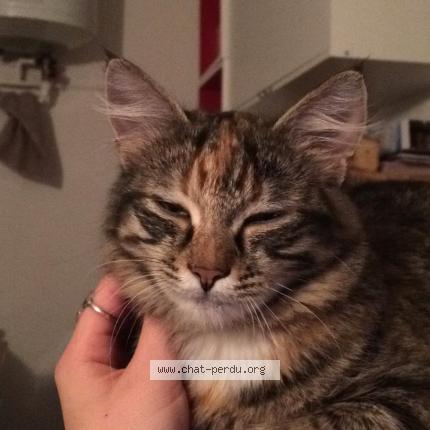 Photo 1/1 Juju Chat perdu à Bussieres
