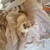 Photo de chat perdu à Gardonne