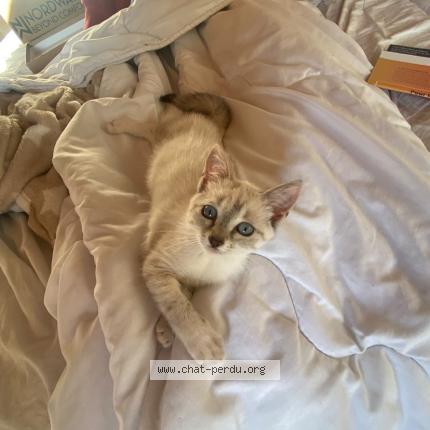 Photo 1/1 Arya Chat perdu à Gardonne