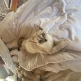 Photo de chat perdu à Gardonne