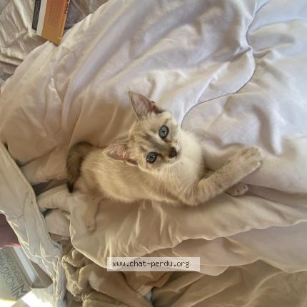 Photo 1/1 Arya Chat perdu à Gardonne