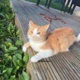 Photo de chat perdu à Pulnoy