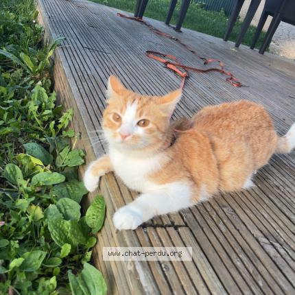 Photo 1/1 Tigrou Chat perdu à Pulnoy