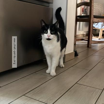 Photo 1/1 Toki Chat perdu à Grenoble