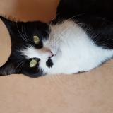 Photo de chat perdu à Angers