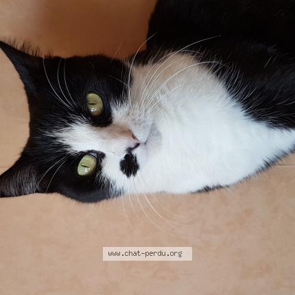 Photo 1/1 Lolla Delobelle Chat perdu à Angers