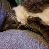 Photo de chat trouvé à Nantes