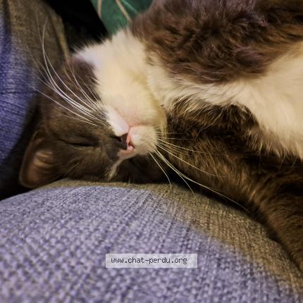 Photo 1/1 Chat trouvé Trouvé à Nantes