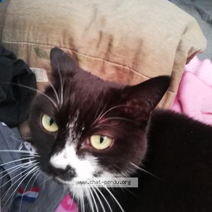 Photo 1/1 Chat retrouvé Perdu à Vannes