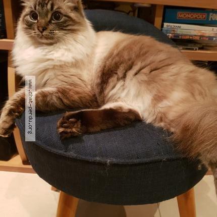 Photo de chat perdu à Plobannalec