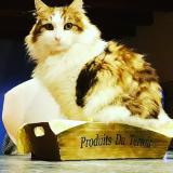 Photo de chat perdu à Epagny Metz Tessy