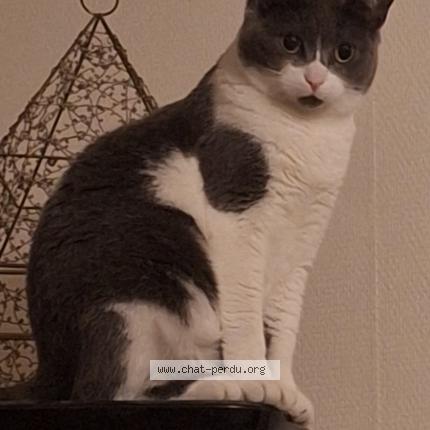 Photo 1/1 Misty Chat perdu à Floirac