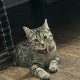 Photo de chat perdu à Lebanon