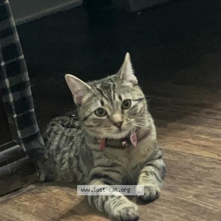 Photo 1/1 Nala Chat perdu à Lebanon