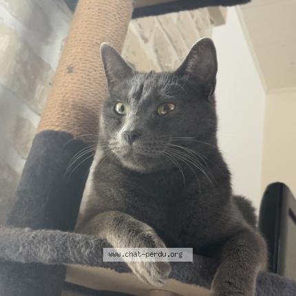 Photo 1/1 Pikatchou Chat perdu à Macqueville