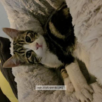 Photo de chat trouvé à Narbonne
