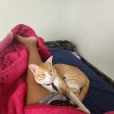 Photo de chat perdu à Salem